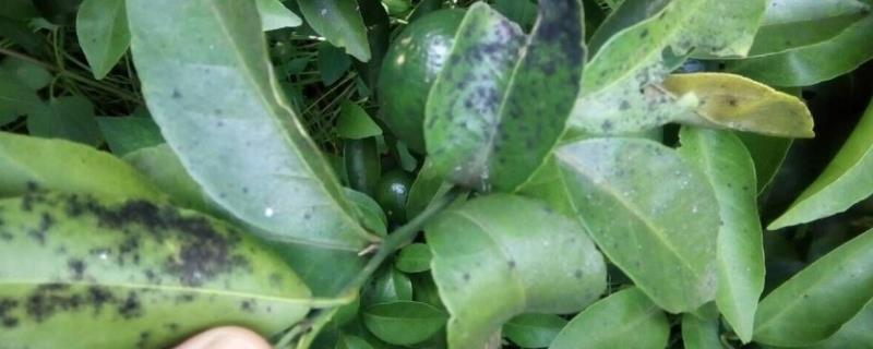 柑桔煤烟病怎么防治，采取清园、修剪、增施有机肥等措施可降低发病几率