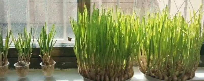 蒜苗如何无土栽培，最好选择口径较大的容器