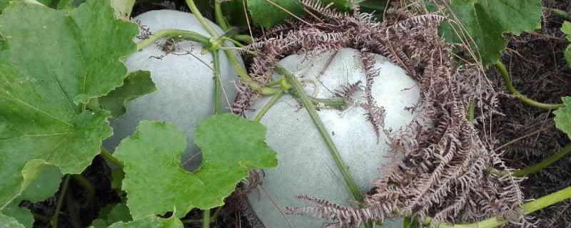 露地冬瓜种植技术，播种前需浸种