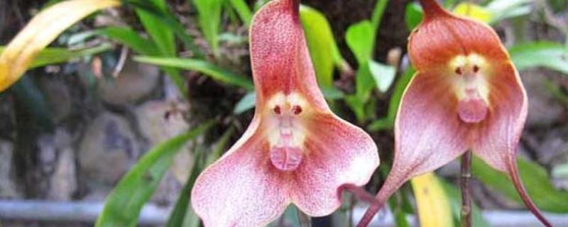猴面兰花几月份开花，在4-5月开花