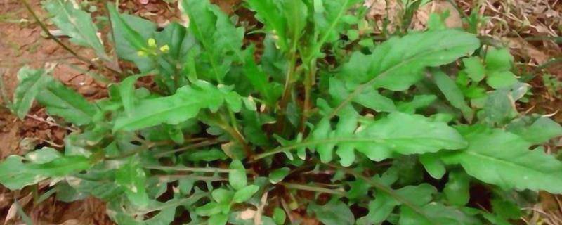 野生秋荠菜几月挖，10-11月份进行采收