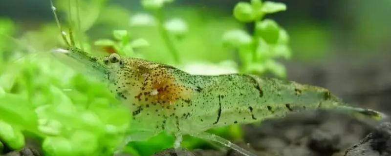 黑壳虾需要打氧吗，养殖密度大则需要打氧