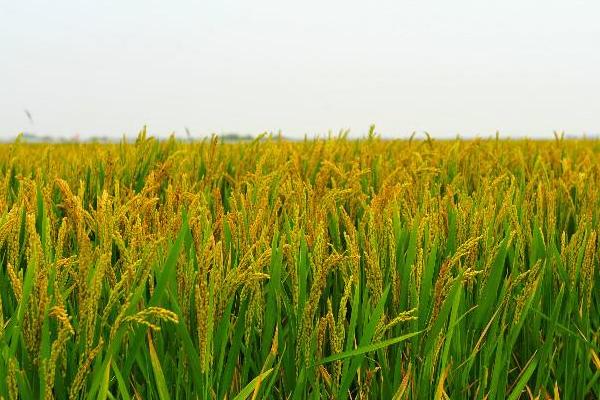 徐稻8号水稻品种简介，粳型常规水稻品种