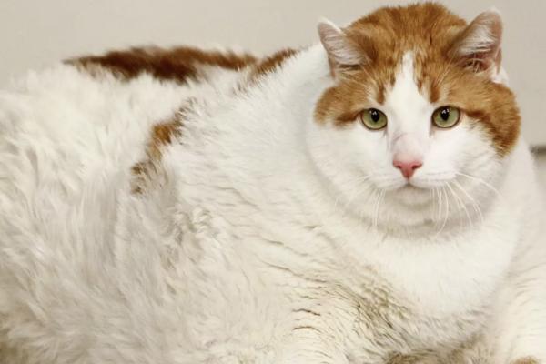 猫咪肥胖症的类型，分为原发性肥胖和继发性肥胖等