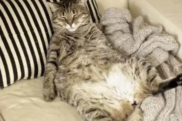 猫咪肥胖症的类型，分为原发性肥胖和继发性肥胖等