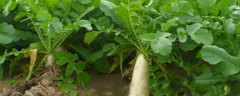 白萝卜的种植技术，春季通常是4-5月份播种