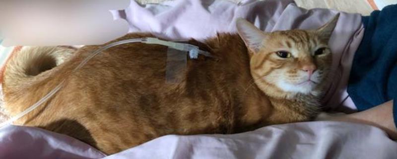猫咪可以吃人吃的药吗，建议最好给猫咪以兽药为主
