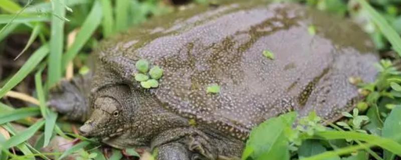 养殖甲鱼的要点，每隔8-10天换一次水