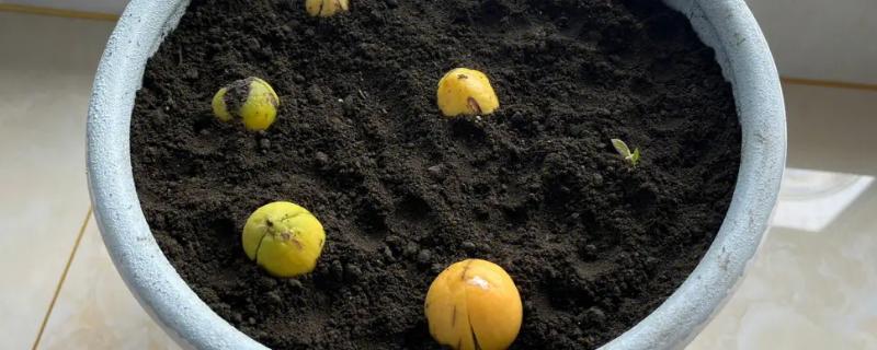 牛油果种子的种植方法，首先选取成熟度较好的牛油果