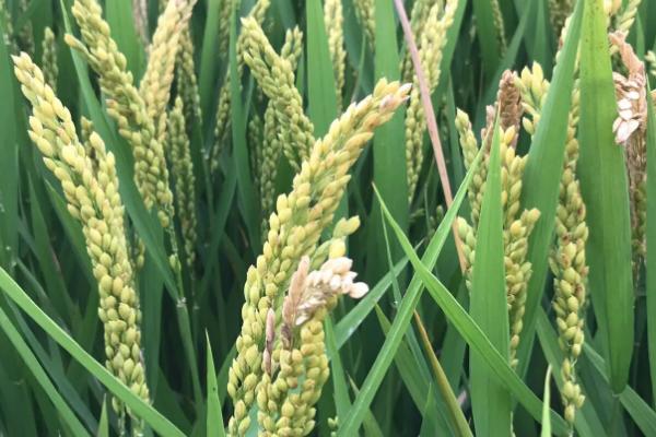 V两优7833水稻品种的特性，大田每亩用种量1.5公斤