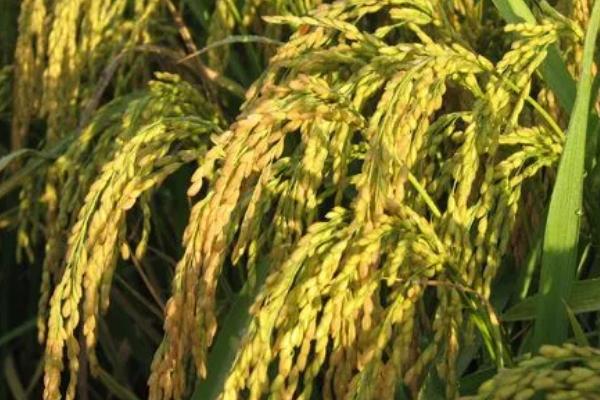奥优818（区试名称：丰优818）水稻种子特征特性，全生育期158.3天