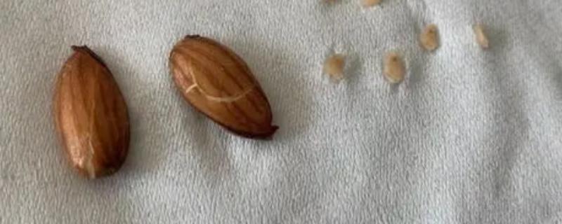 西梅核能不能种，播种时需要将内核取出浸泡再播种