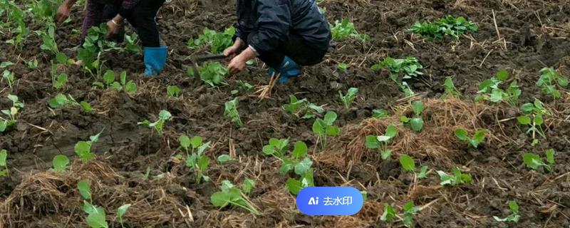 青菜移栽后多久可以施肥,移栽后7-10天即可施肥