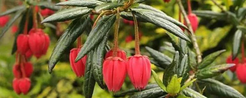 灯笼树的开花时间，一般为5月份
