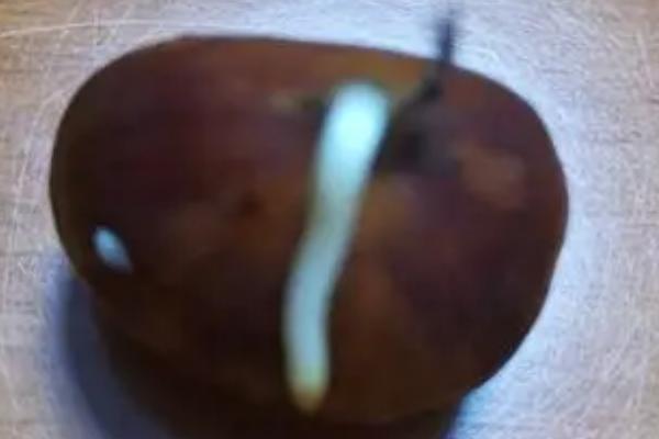 板栗的种子是什么东西，平时食用的板栗就是它的种子