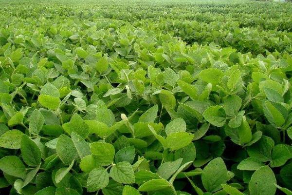 东农55大豆种子特点，该品种为亚有限结荚习性