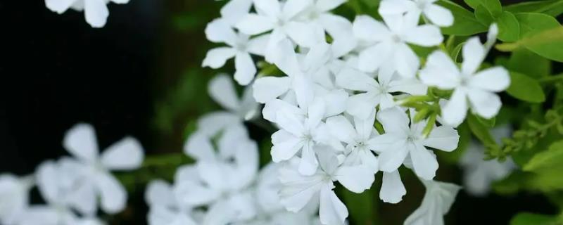 白雪花的花期，一般在春季3-4月份开花
