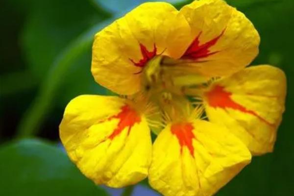 哪些花卉在秋季栽种，荷兰菊、旱金莲、番红花等品种在此时种植