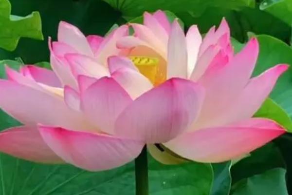 哪些花卉在秋季栽种，荷兰菊、旱金莲、番红花等品种在此时种植