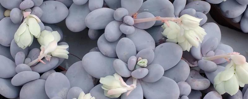 星美人和桃美人有什么区别，株型、叶型和叶色均不同