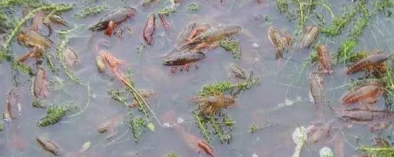 养殖龙虾的技术，选择在晴天的早晨或傍晚放养虾苗