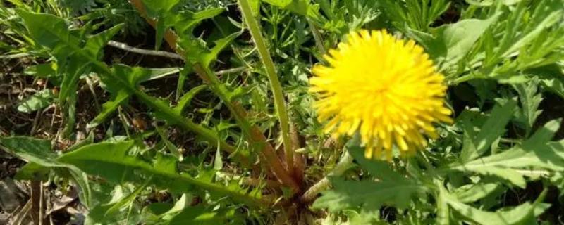 蒲公英简介，是多年生草本植物