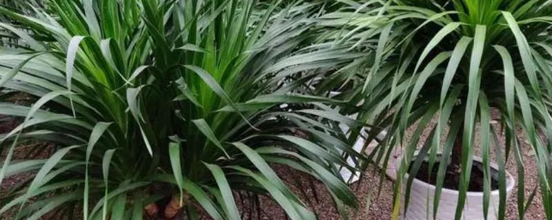 龙须树枝干软瘪需要剪掉吗，及时补救可以不用剪掉