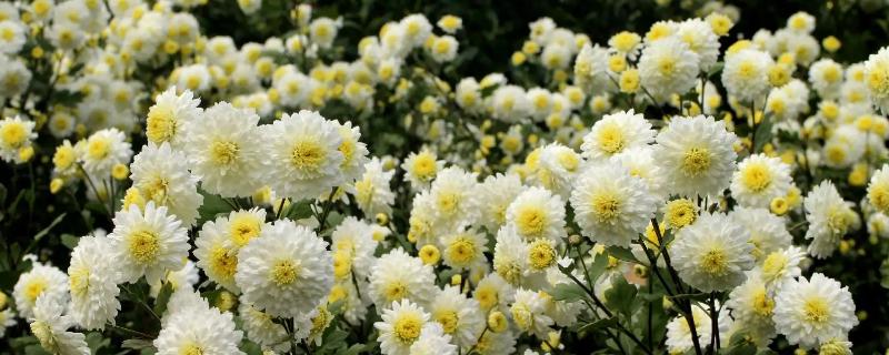 贡菊和菊花有什么区别，花色、产地和品质均不同