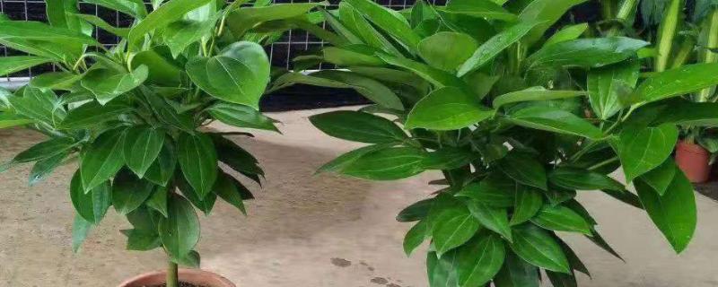 平安树的寓意，寓意着祈求平安顺利