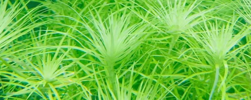 粉丝太阳水草好不好养，属于比较好养的植物