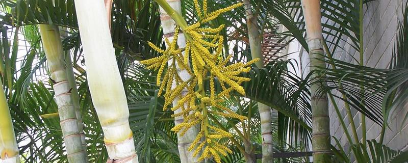 散尾葵开花的样子，花开在叶鞘下面