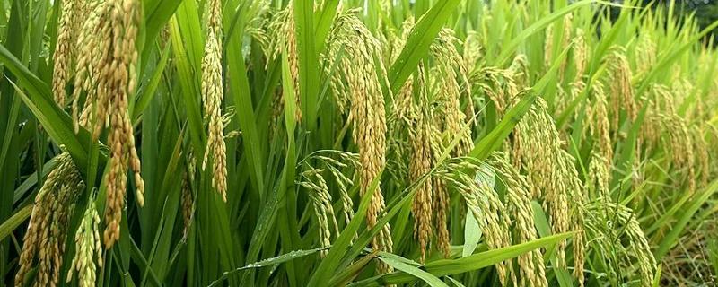 杂交水稻能自己留种次年种植吗，一般不建议自行留种