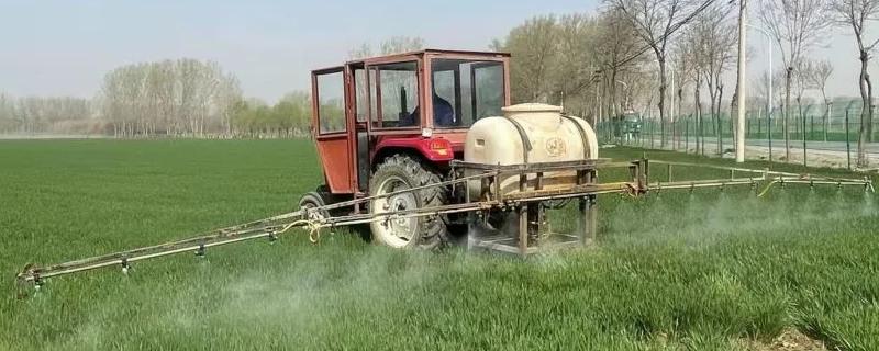 小麦什么时候除草以及温度要求，11月份是除草关键期、2-3月份为除草适宜适期
