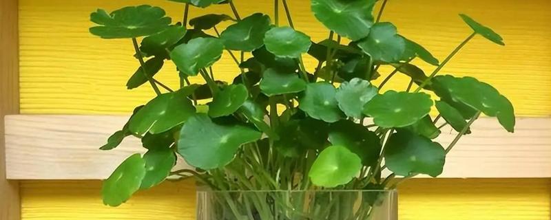 铜钱草老是开花的解决方式，可直接修剪掉花朵