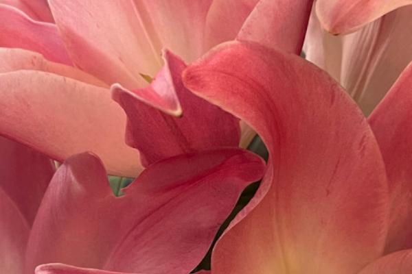 百合花花蕊染色后的去除方法，可使用牙膏、食盐水等物质将它洗净