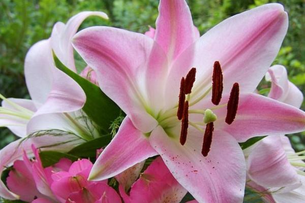 百合花花蕊染色后的去除方法，可使用牙膏、食盐水等物质将它洗净