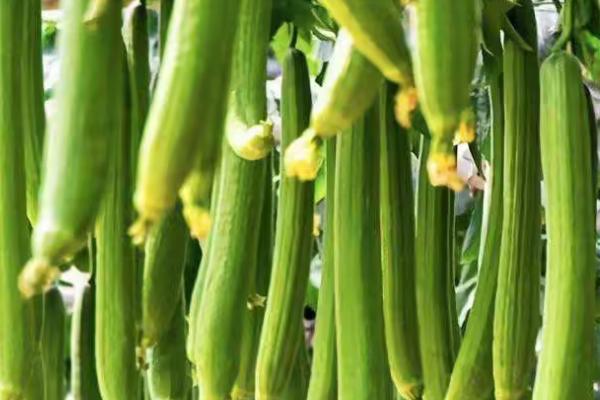 秋丝瓜何时种植，可在7-8月份播种