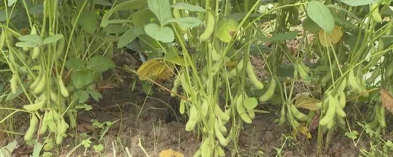 毛豆什么时候种合适，春季和夏季都可以种植