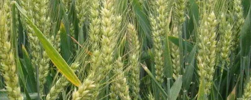 小麦喜欢哪些肥料，比较喜欢含有氮磷钾元素的肥料