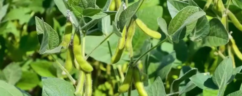 大豆与根瘤菌的关系，是共生关系