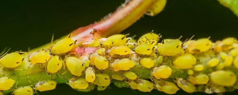 蚜虫不用农药的生物防治方法，可利用天敌防治