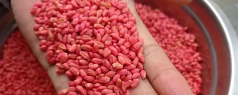 小麦药剂拌种技术，包括杀虫剂、干湿拌剂和生长剂
