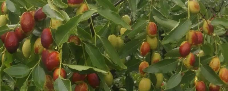 栽种枣树的时间，建议在秋季栽种