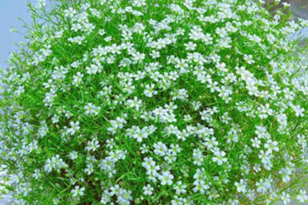 满天星的花语，寓意真正的爱、纯洁天真等
