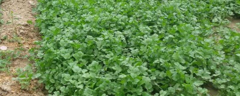 秋天怎样种香菜，通常在秋季9至10月进行直播
