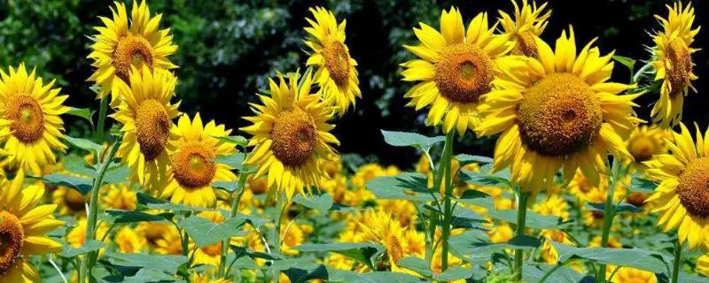 向日葵的花语，寓意沉默的爱、追求幸福等