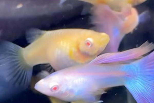 孔雀鱼的饲喂次数，成年后每天喂1次