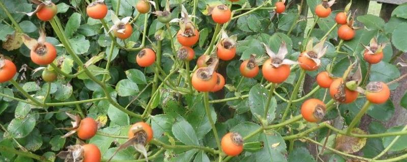 月季花的果实怎么处理，果实可以用来播种