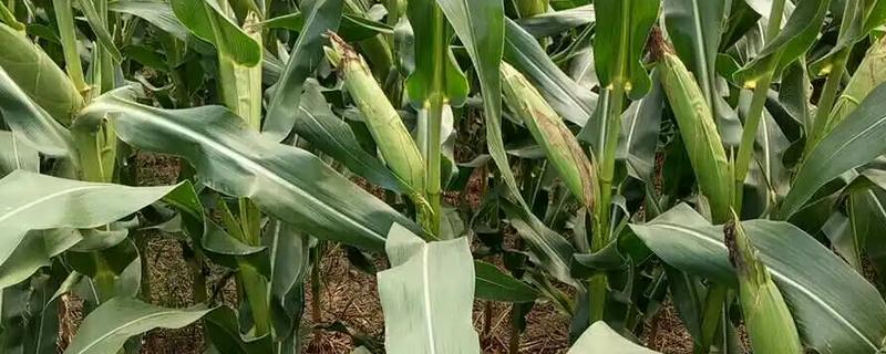 mc278玉米种简介，适宜播期为每年的5月1日左右