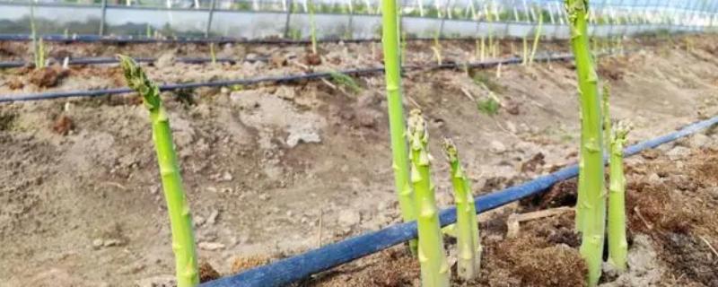 冬天芦笋可以种植吗，可以在大棚里面种植